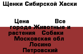 Щенки Сибирской Хаски › Цена ­ 20 000 - Все города Животные и растения » Собаки   . Московская обл.,Лосино-Петровский г.